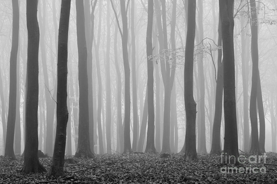 Tree Photograph - Beechwood in November by Richard Thomas