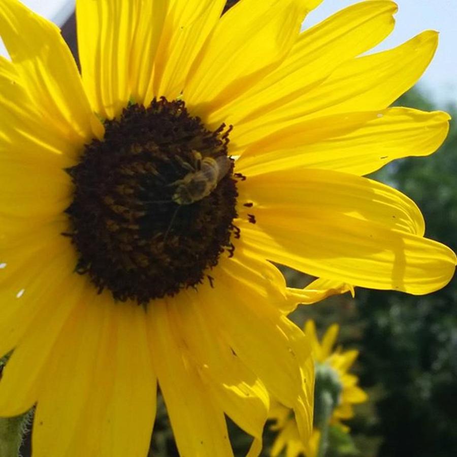 Nature Photograph - Beeeees! 🐝 #nature #sunflower by Kristine Rutledge 