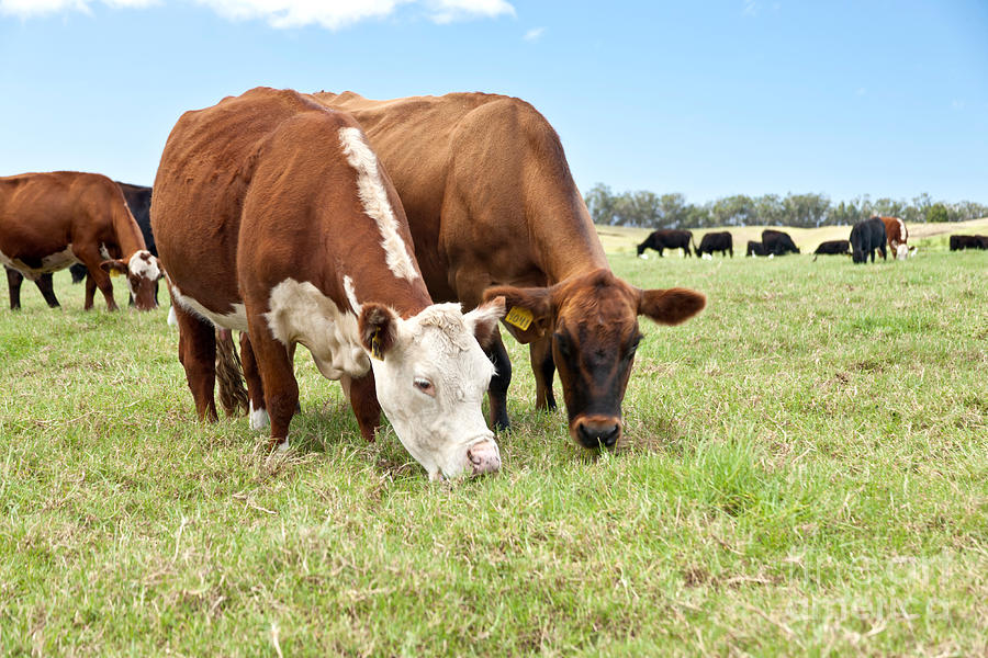 University Of Hawaii Photograph - Beef Cattle Grazing In Pasture by Inga Spence