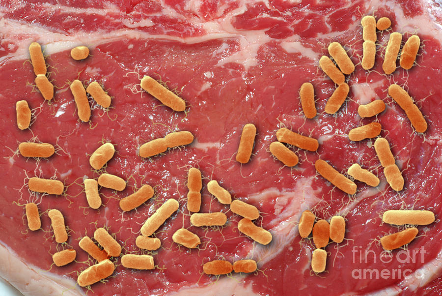 Beef Contaminated With E. Coli Photograph by Scimat