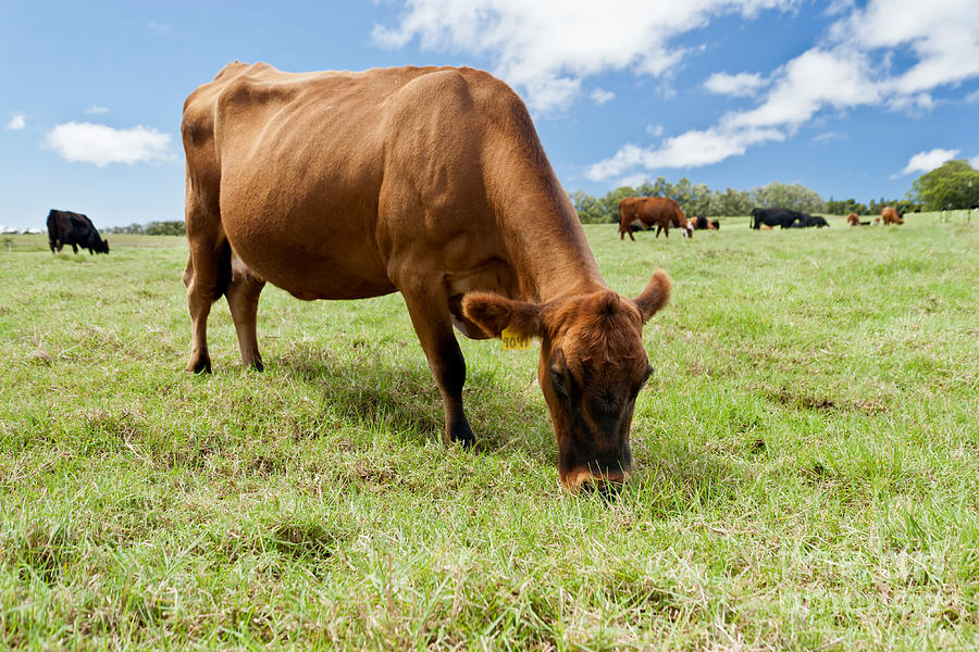 Beef Cows Grazing In Pasture Photograph by Inga Spence