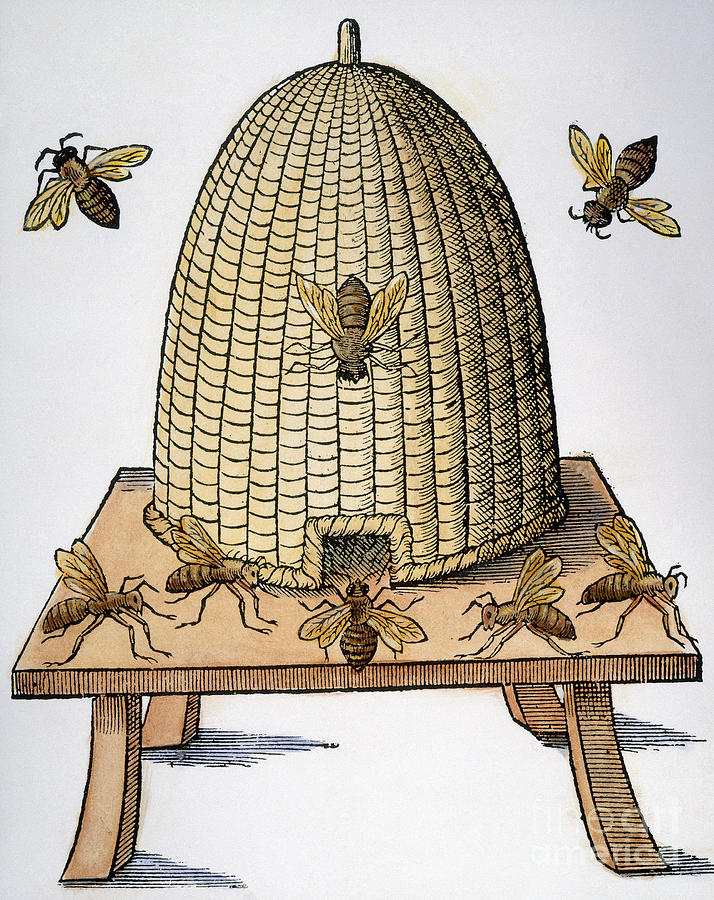 Beehive, 1658 Photograph by Granger