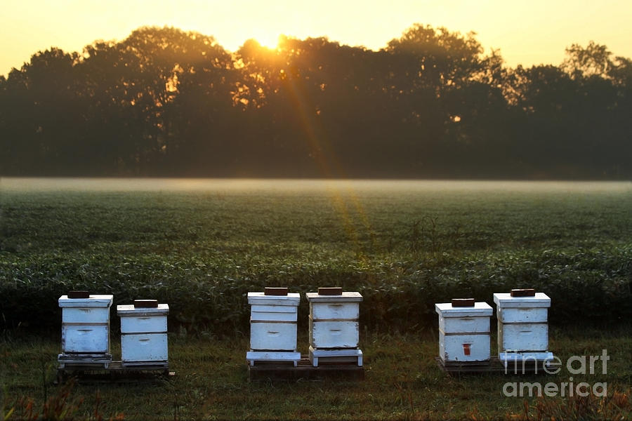 Beehives at Sunrise Photograph by Catherine Sherman