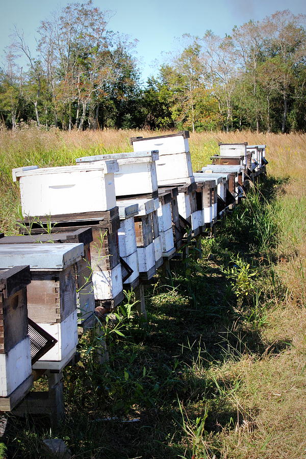 Beehives II Photograph by Beth Vincent