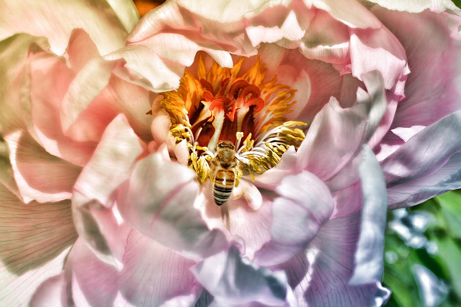 Beekeeper Photograph by Mike Smale