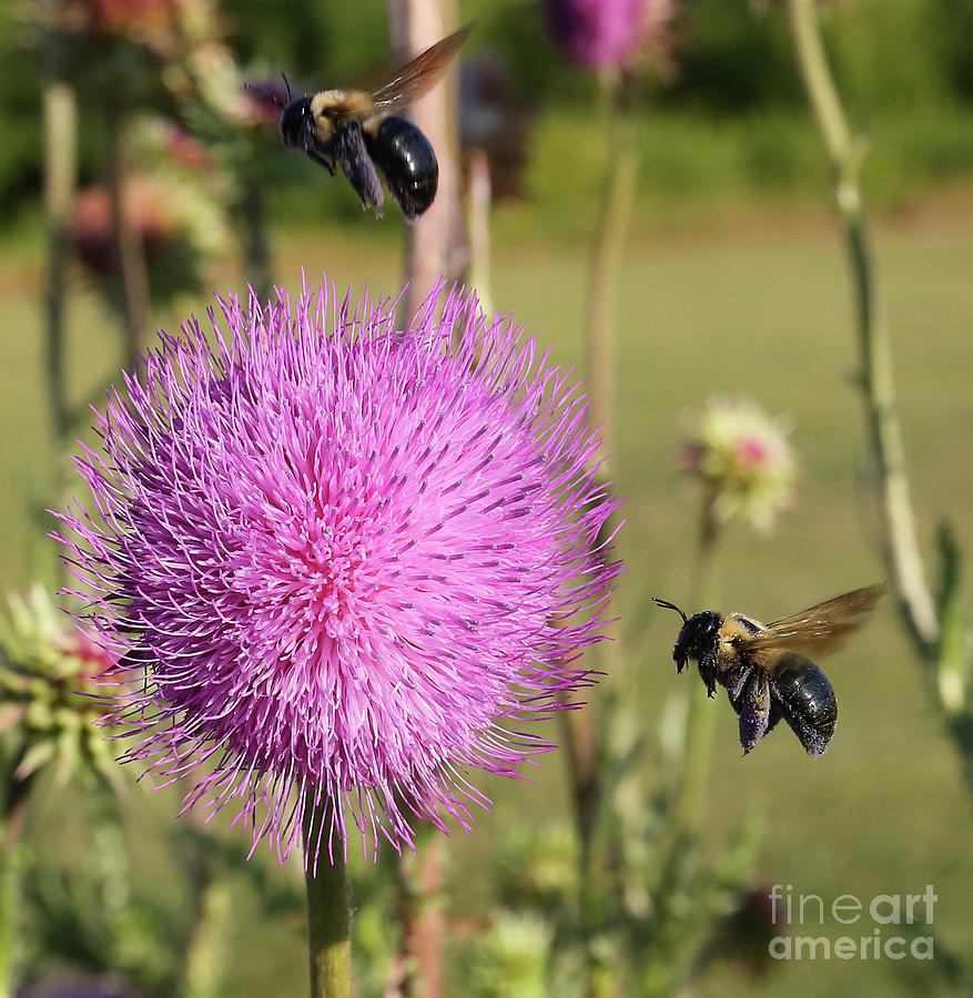 Bees And Buds Photograph By Steve Gass