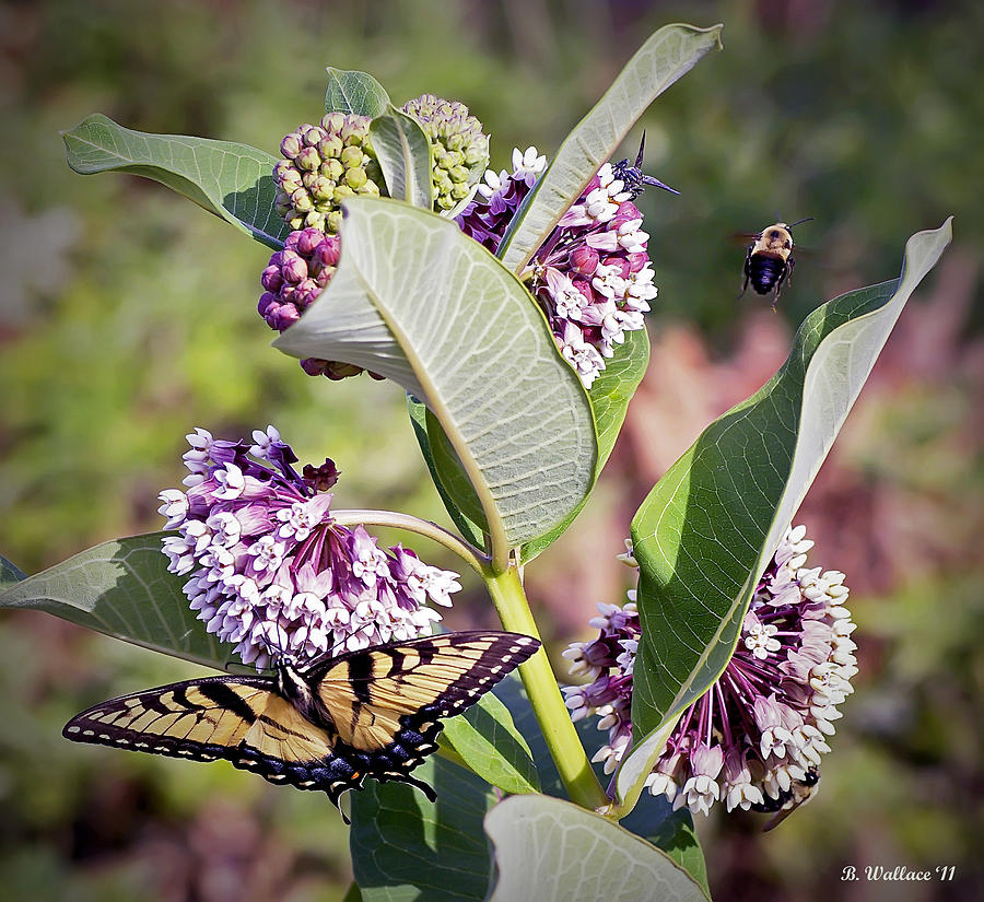 Bees and Butterfly Photograph by Brian Wallace