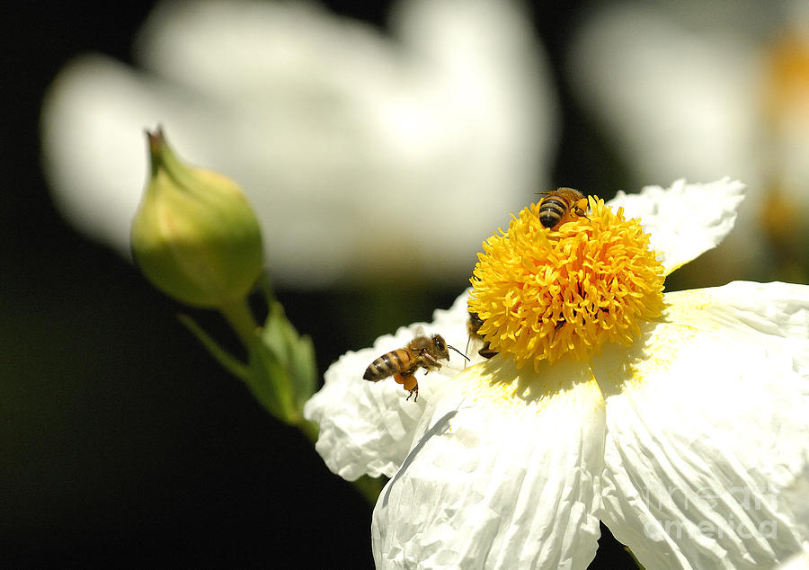Bees and Flower Photograph by Marc Bittan