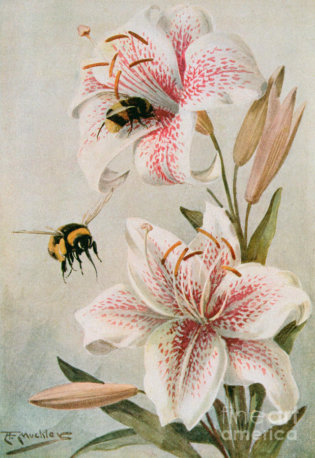 Bees and Lilies Painting by Louis Fairfax Muckley