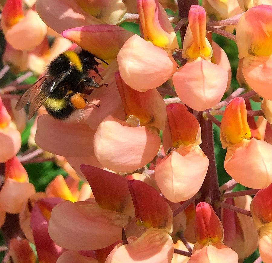 Bee Photograph - Bees are Buzzing by Caroline Reyes-Loughrey Bee Photograph - Bees are Buzzing by Caroline Reyes-Loughrey