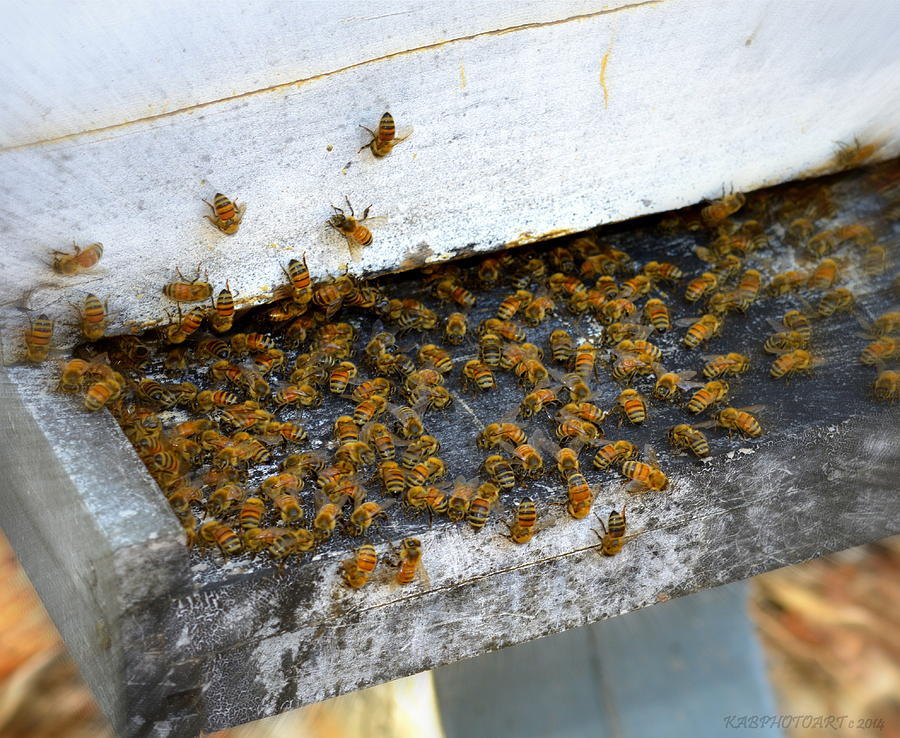 Bees are Guardians of Life Photograph by Kathy Barney