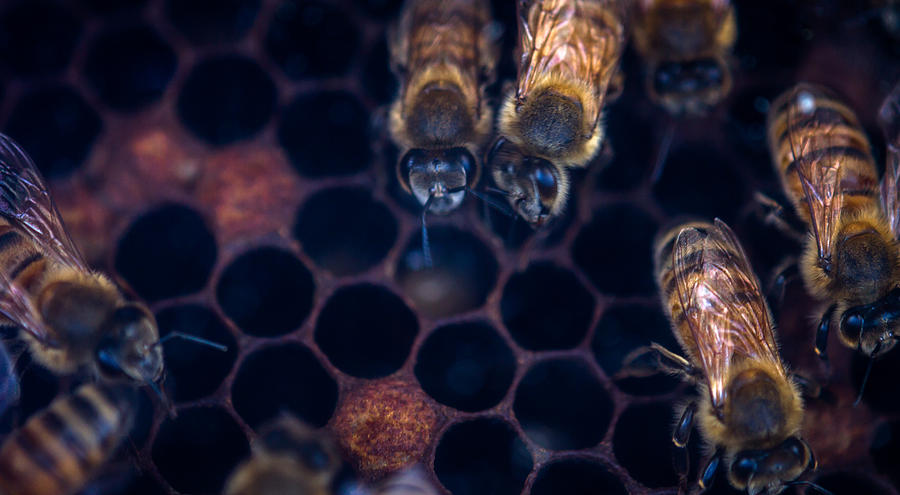 Bees at Work Photograph by Shawn Jeffries