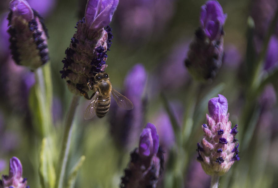 Bees Delight Photograph by Laura Pratt