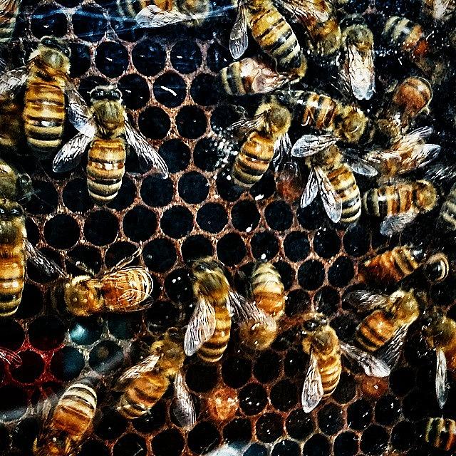 Nature Photograph - #bees #honeybees #honey #honeycomb by Crook Bladez