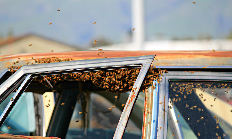 Bees in a Chevy Photograph by Steve Natale