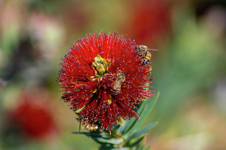 Bees in Bottlebrush Photograph by Douglas Killourie