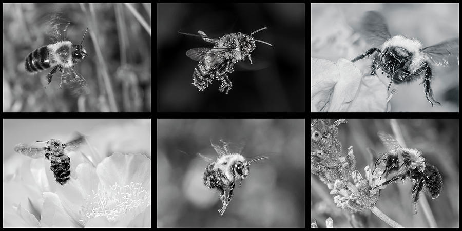 Bees in Flight in Black and White by Len Romanick Bees in Flight in Black and White by Len Romanick