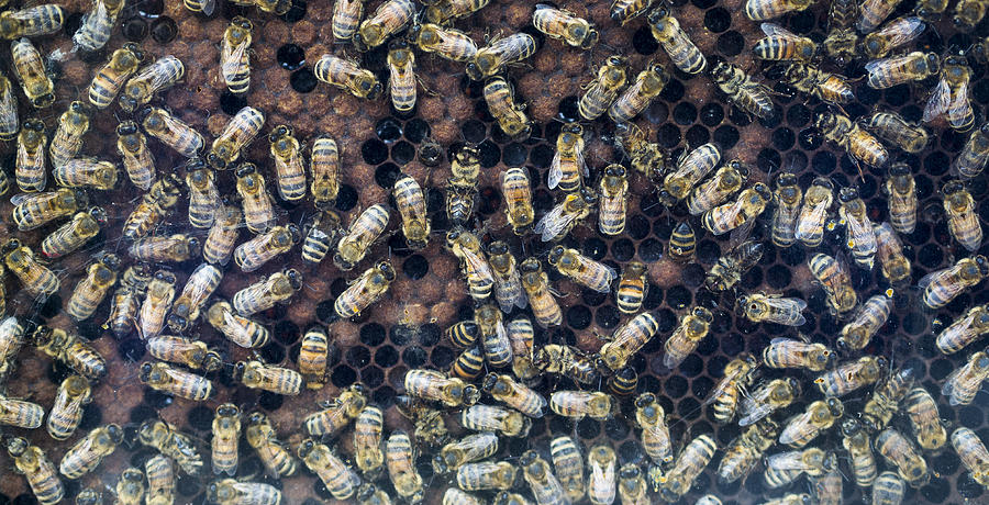 Bees in Hive Madison Wisconsin Photograph by Steven Ralser