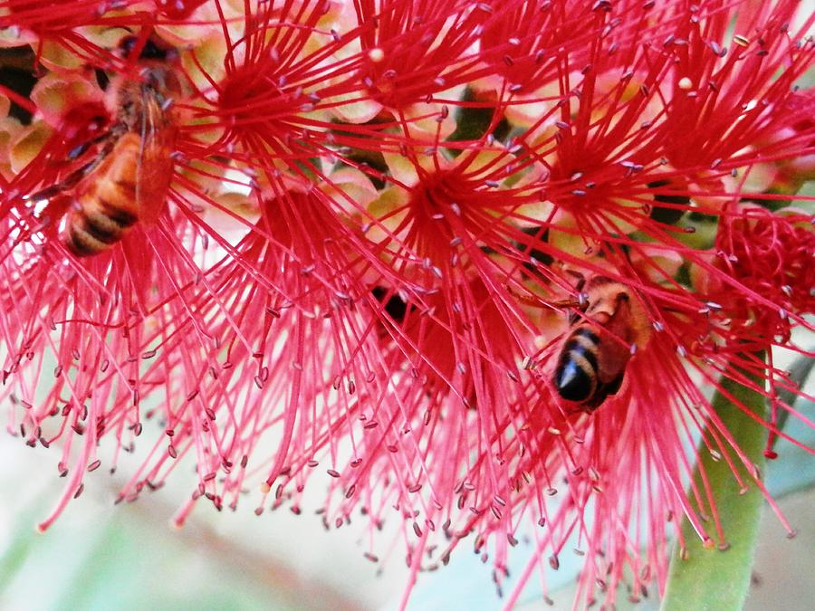  Bottle Brush Tree Of Bee Life Photograph by Belinda Lee