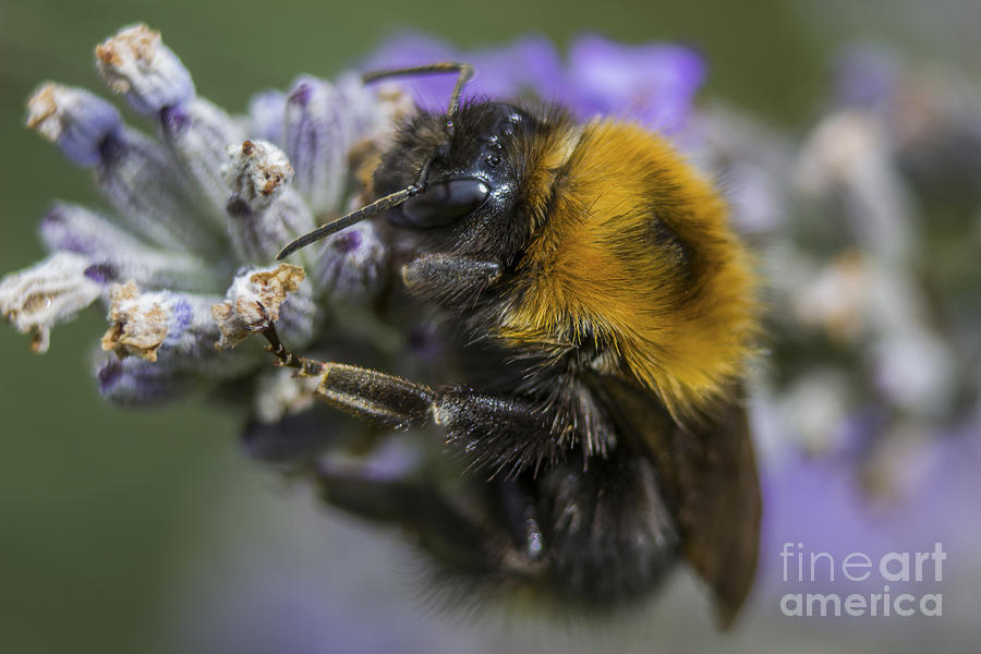 Nature Photograph - Bees Knees by Ian Mitchell