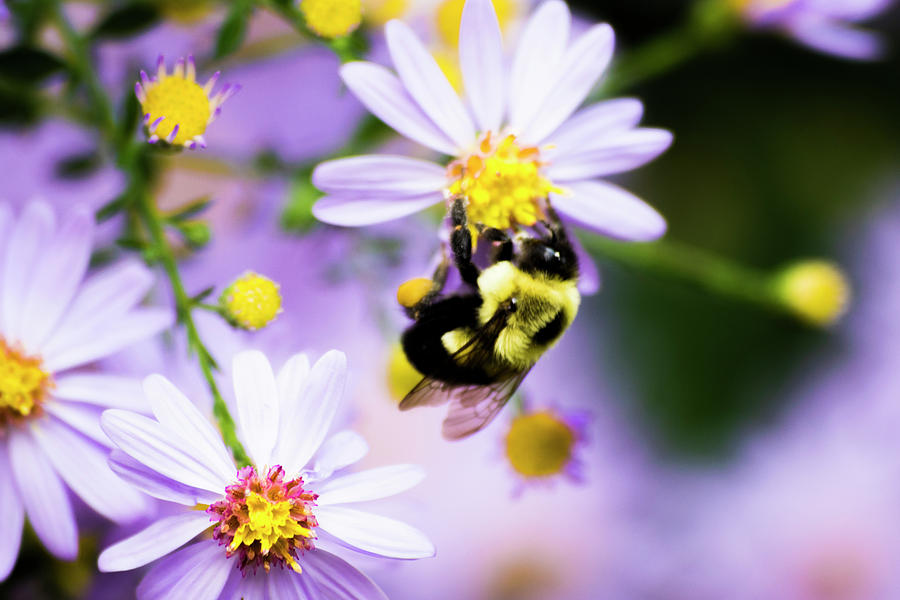 bees-knees-photograph-by-jeremy-rickman-fine-art-america