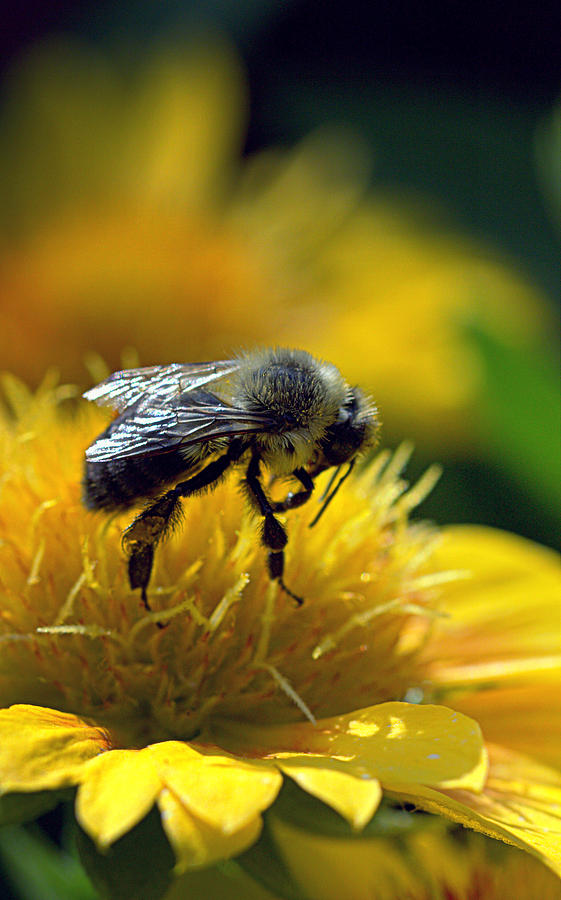 Bees Knees Photograph by Joseph Skompski