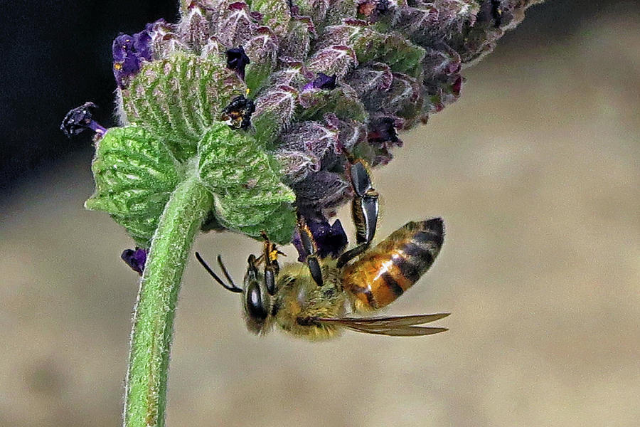 Bee Photograph - Bees Love Lavender by Hazel Vaughn