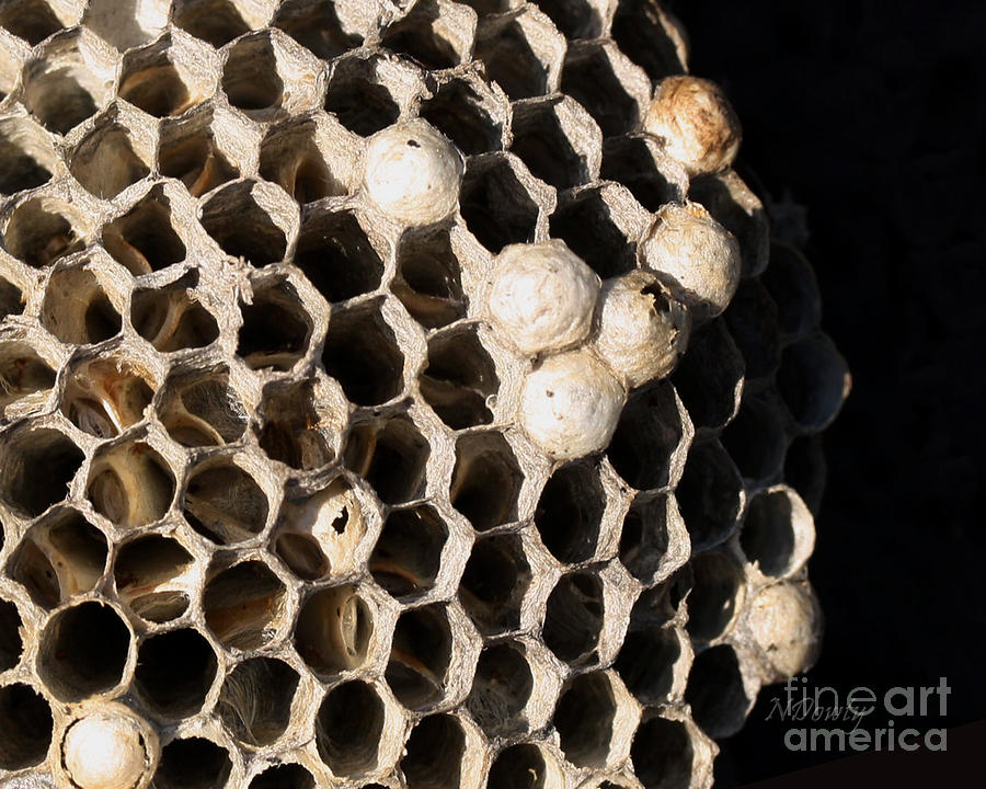 Bees Nest Photograph by Natalie Dowty