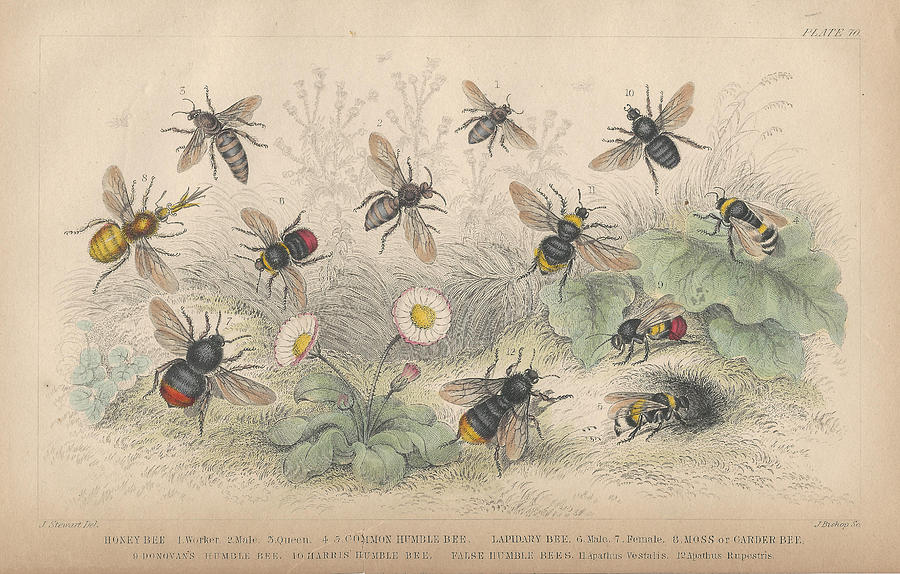 John James Audubon Drawing - Bees by Dreyer Wildlife Print Collections 