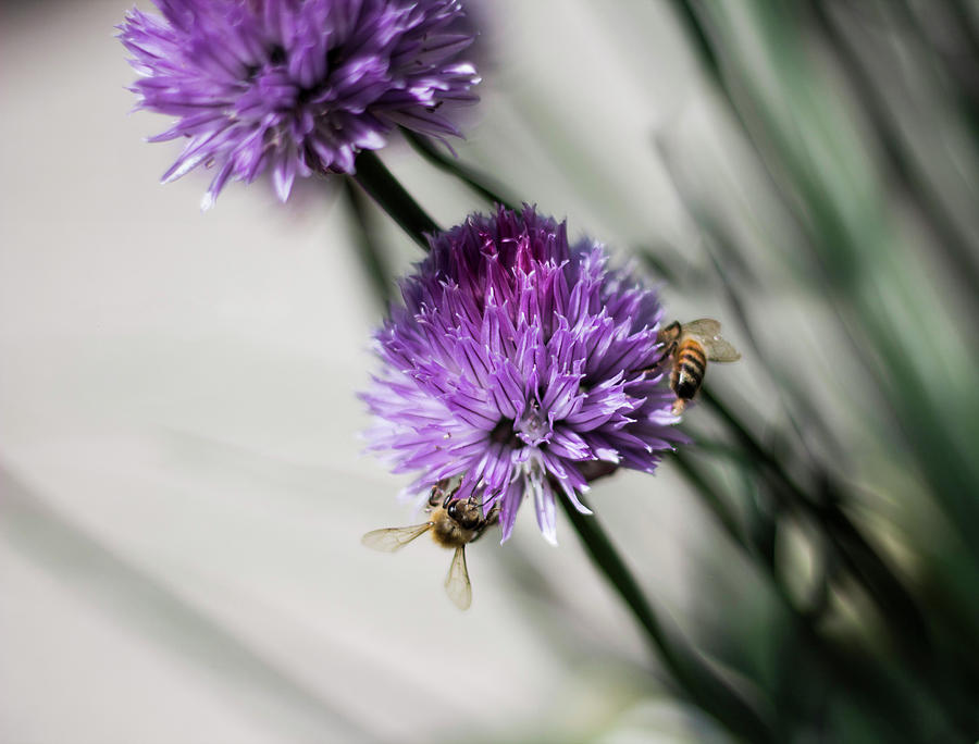 Bees On A Flower Photograph