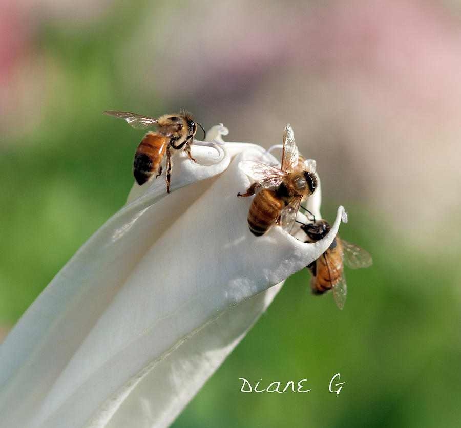 Bees on Angel Trumpet Photograph by Diane Giurco