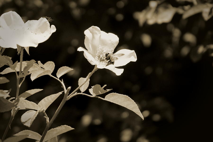 Bees on Country Roses in Sepia Chicago Botanical Gardens Photograph by Colleen Cornelius