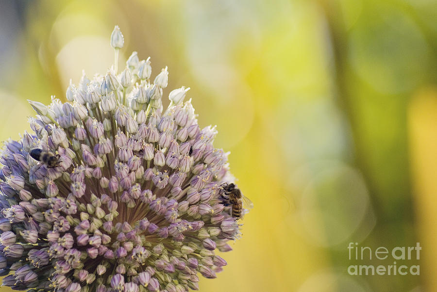 Bees on garlic blossom Photograph by Cindy Garber Iverson