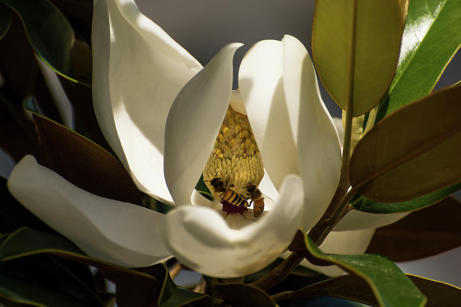 Bees on Magnolia Photograph by Zina Stromberg Fine Art America