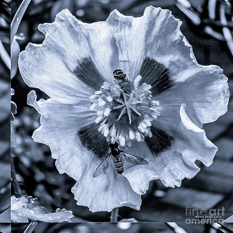 Double Bees On Poppy BW Photograph by Mona Stut