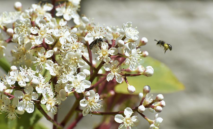 Bees on Small White Flowers Photograph by Linda Brody