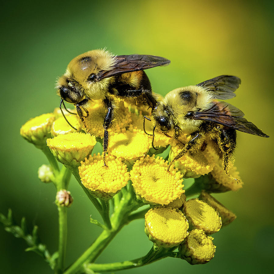 Nature Photograph - Bees by Paul Freidlund
