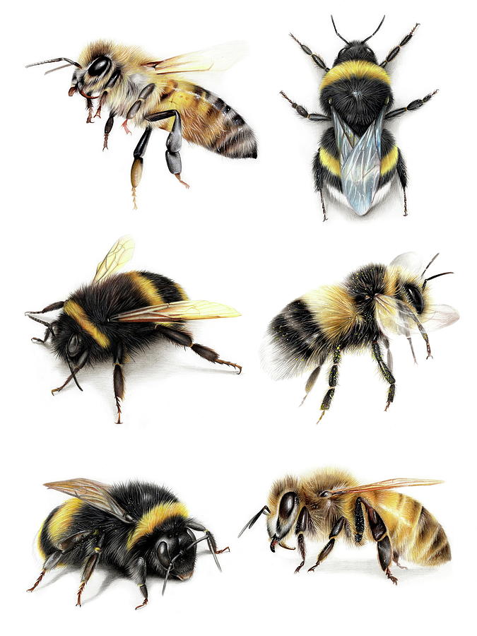 Insects Drawing - Bees  by Sarah Stribbling
