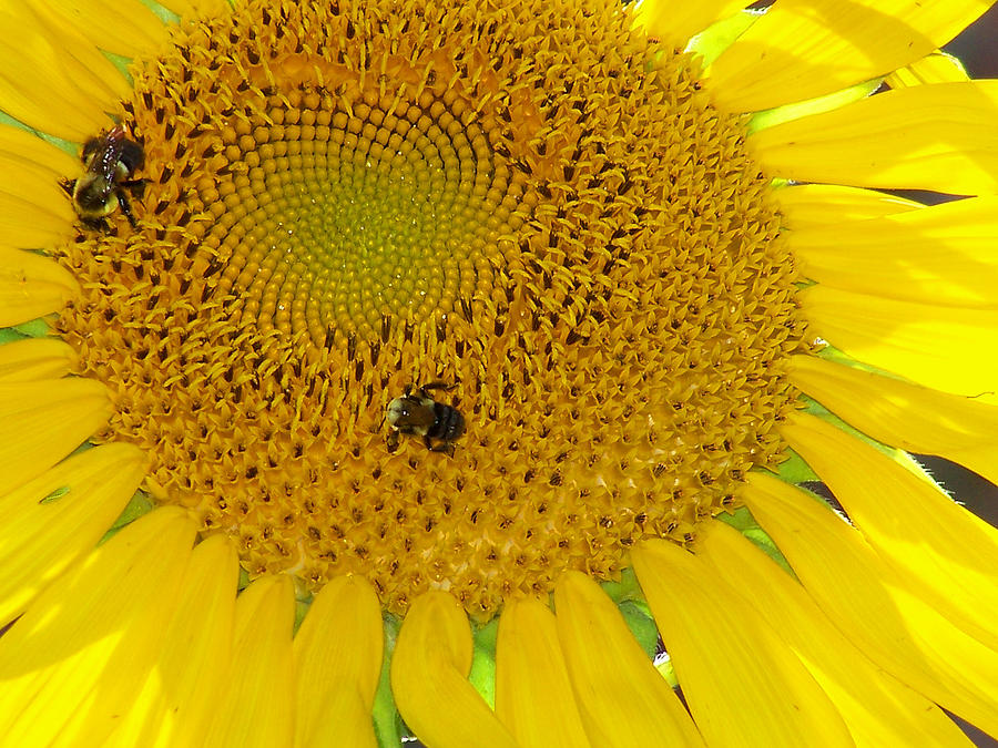 Bees Share A Sunflower Photograph by Sandi OReilly