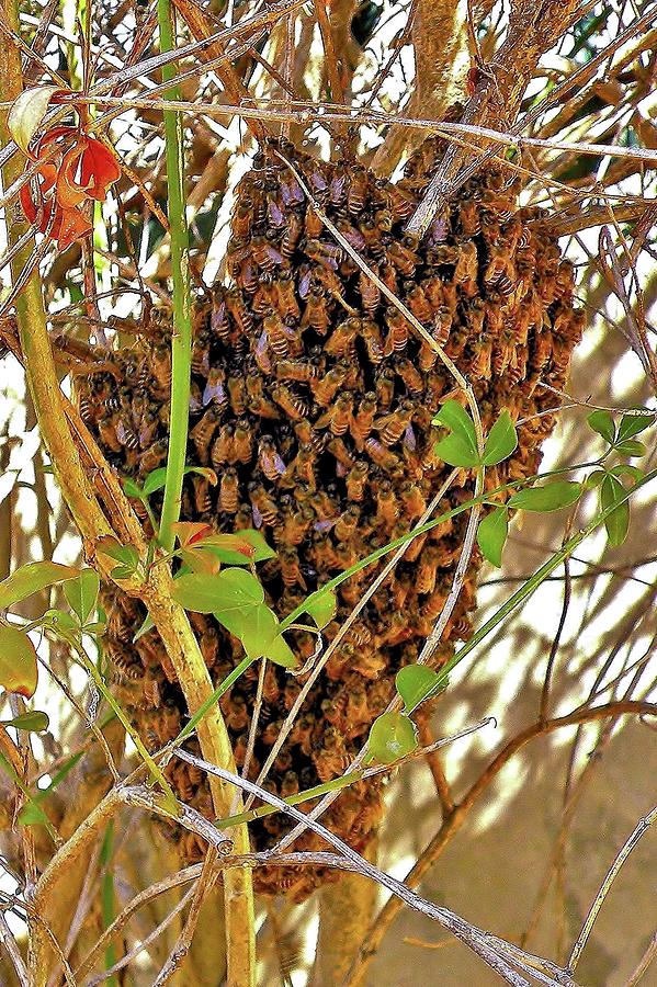 Bees Swarming Photograph by Kim Bemis