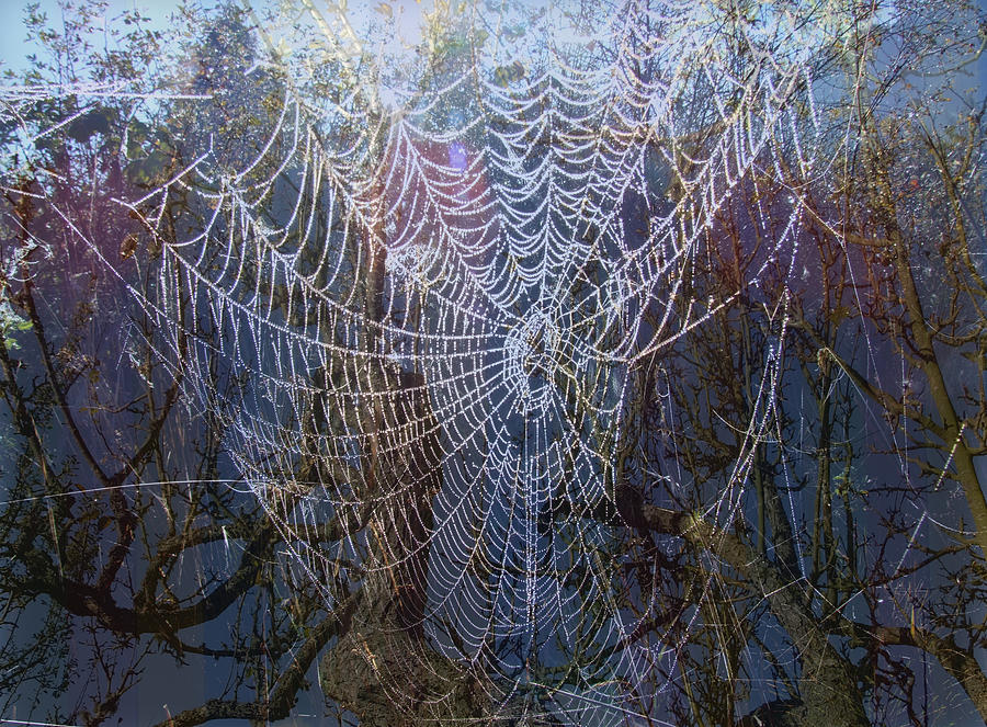 Fall Photograph - Bees Teas Spiderweb by Lyn  Perry