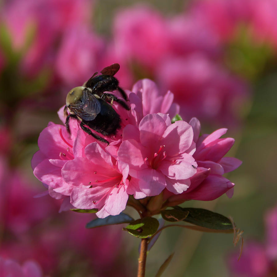 Bees Photograph by Teresa Mucha