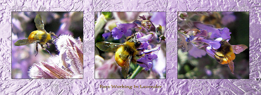 Bees Working Lavender Collection Photograph