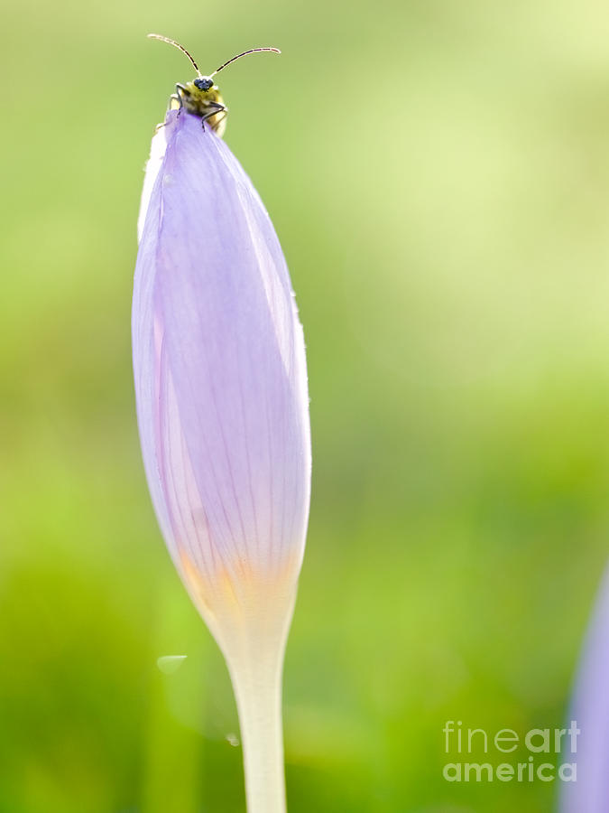 A Beetle and a Crocus Flower Photograph by Rachel Morrison