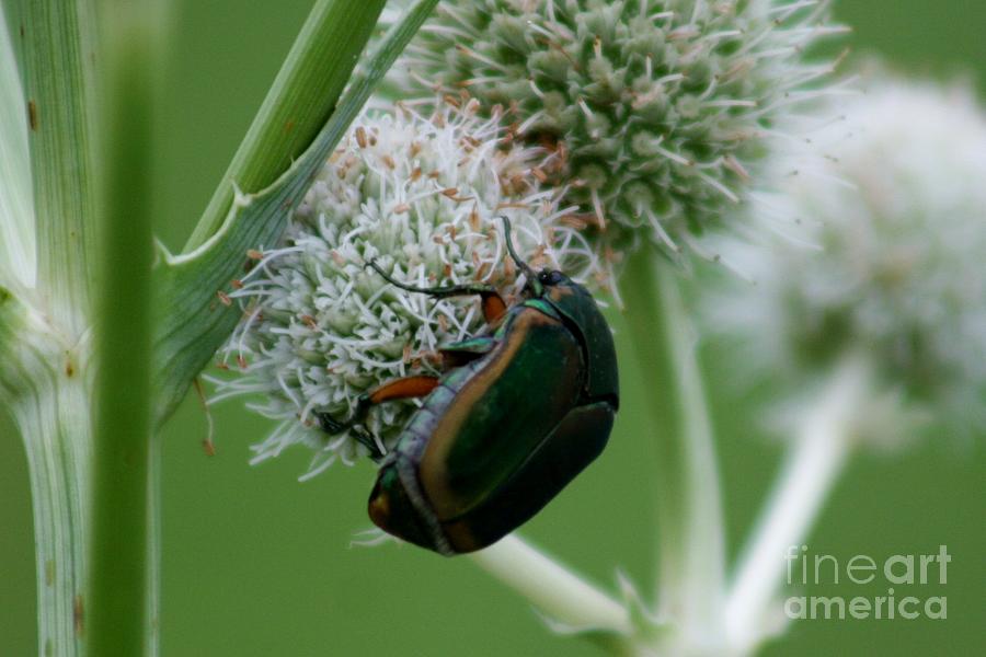 Beetle And Bloom Photograph