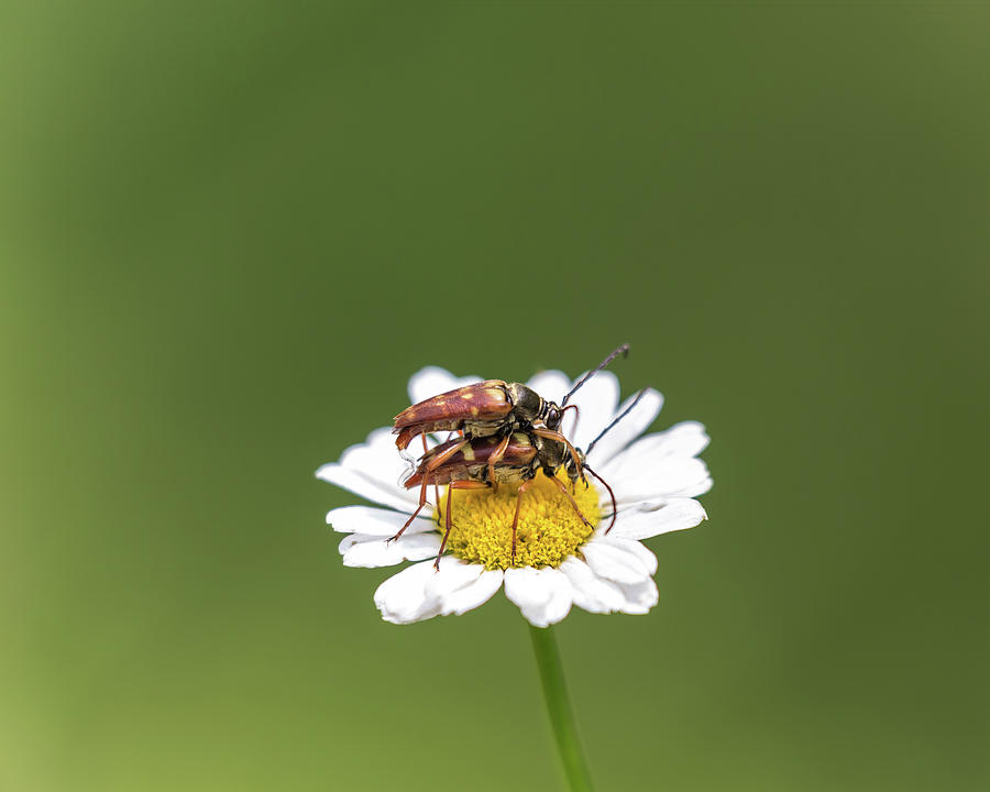 Beetle Boinkey Photograph by Brian Hale