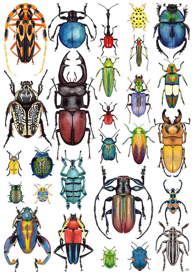 Beetle Collection Painting by Kelly King