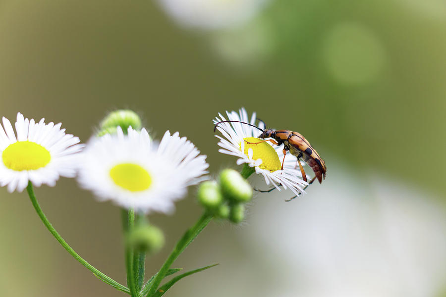 Beetle Daisy Photograph by Brian Hale