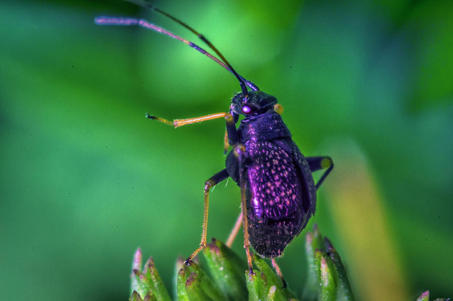 Beetle Dance Photograph by Amarnath Mukta - Fine Art America