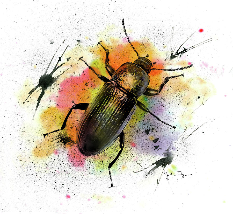 Beetle Illustration Drawing by John Dyess